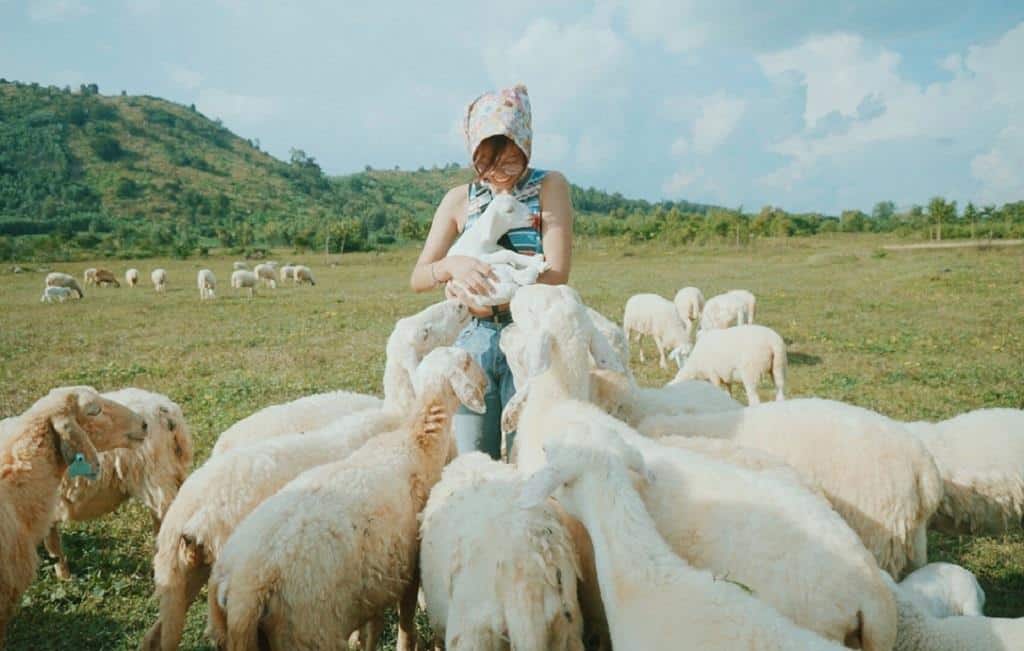 Những chú cừu siêu dễ thương và khá cuốn người. Ảnh: Hà Tý